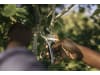 Fiskars Plus Metall Bypass Gartenschere (P531)   