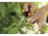 Fiskars Solid™ Universalgartenschere SP150   