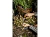 Fiskars Solid™ Universalgartenschere SP150   