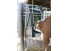 KERBL Futterbox 20 l, 380 x 730 x 300 mm, für Kälberiglus, Rauh- und Kraftfutter, 144355