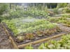 Gardena Micro-Drip-System Tropfbewässerung Set Gemüse-/Blumenbeet (60 m²) - Aktion 13450-32   13450-32