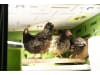 SmartCoop LED-Stallbeleuchtung für Geflügelställe, 70621