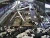 LUDA.FARM IP-Kamera "FarmCam Flex 5MP" für die Überwachung von Ställen und Hofbereichen, 1134
