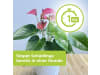 Protect Garden Lizetan Plus Schädlingsfrei 100 ml  Konzentrat gegen Weiße Fliegen, Schildläuse und Blattläuse 