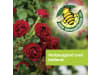 Protect Garden Curamat AZ Rosen-Pilzfrei 2 St.; 4 ml   