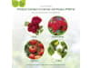 Protect Garden Curamat AZ Rosen-Pilzfrei 2 St.; 4 ml   