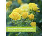 Protect Garden Curamat AZ Rosen Kombi-Set 2 x 4 ml + 15 ml    