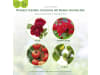 Protect Garden Curamat AZ Rosen Kombi-Set 2 x 4 ml + 15 ml    