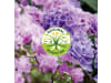 Solabiol Rhodo- & Hortensien  1,5 kg   