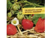 Solabiol Beeren- & Obstdünger  1,5 kg   