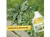 Solabiol Grundstoff Acetum Spray 1 l   