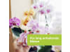 Protect Garden Beautykur Orchidee 20 ml   