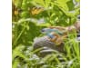 Gardena Gartenschere EasyCut Tray 12230-30  12230-30