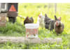 ida plus® Milbenpulver "MitePowder" 250 g für die Bekämpfung der Milben, Vogelmilben, Läuse, Flöhe, Zecken und anderer kriechender Insekten, 73191