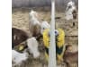 Patura Kratzbürste "Multifix" 300 x 500 x 140 mm für Bullen; Kälber; Rinder; Pferde; Ponys; Schafe; Ziegen, 334149