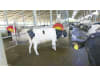 Suevia Kuhbürste "Easycleaner" 830 x 960 x 780 mm, Borstenbesatz hochfester Spezial-Kunststoff, rot/gelb, für Kühe, 130.5011