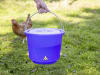 KERBL Geflügeltränkeeimer 12 l, blau, 70200