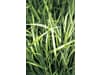 Planterra Dauerweide Saatgut DWA 1120 Bio  20 kg Sack