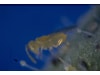 KOPPERT Enermix   1.500 Encarsia formosa + 1.500 Eretmocerus eremicus Puppen