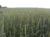 Winterweizen Saatgut Wiwa ZS Bio     (E-Weizen)