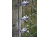 GRIPPLE® T-Clip zur Drahtfixierung  