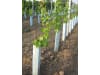 WitaEconom® Rebschutzsäule 40 30 cm 