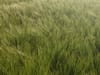 Sommergerste Saatgut RGT Planet ZS Bio     Braugerste/ Futtergerste