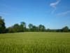 Sommergerste Saatgut RGT Planet ZS Bio     Braugerste/ Futtergerste