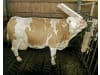 KERBL Kratzbürste "Texas" Bürste 500 x 100 mm, für Rinder, Kälber, Pferde uvm., 29310