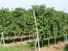 Vinotto® Pflanzstab    7,0 mm