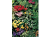Klasmann-Deilmann Florabella® Blumenerde 70 l  Anzuchterde