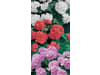 Klasmann-Deilmann Florabella® Geranienerde 40 l  Anzuchterde