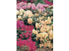 Klasmann-Deilmann Florabella® Rhododendrenerde 70 l  