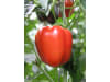 Klasmann-Deilmann Florabella® Gemüseerde 20 l  Anzuchterde