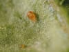 KOPPERT Spical-Plus   10.000 Neoseiulus californicus
