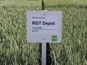 Winterweizen Saatgut RGT Depot Winterweizen Saatgut RGT Depot