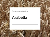 Sommerweichweizen Saatgut Arabella ZS Sommerweichweizen Saatgut Arabella ZS