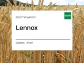 Sommerweizen Lennox Sommerweizen Lennox