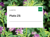 Luzerne Saatgut Plato ZS 25 kg Sack 