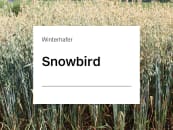 Winterhafer Saatgut KWS Snowbird ZS Winterhafer Saatgut KWS Snowbird ZS