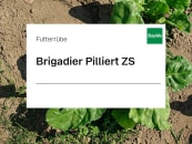 Futterrübe Saatgut Brigadier Pilliert ZS ungebeizt 50000 Körner/EH 