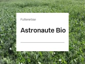 Futtererbse Astronaute ZS Bio Futtererbse Astronaute ZS Bio