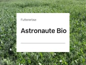 Futtererbse Astronaute ZS Bio 