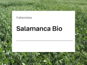 Futtererbse Salamanca ZS Bio Futtererbse Salamanca ZS Bio