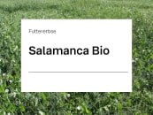 Futtererbse Salamanca ZS Bio 