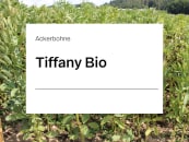 Ackerbohne Tiffany ZS Bio Ackerbohne Tiffany ZS Bio