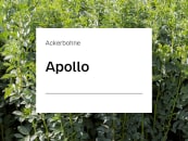Ackerbohne Apollo ZS Ackerbohne Apollo ZS