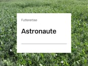 Futtererbse Astronaute ZS Futtererbse Astronaute ZS