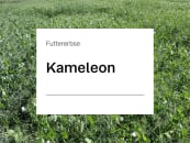 Futtererbse Kameleon ZS Futtererbse Kameleon ZS