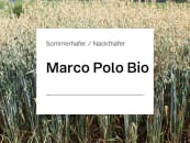 Nackthafer Marco Polo ZS ungebeizt Nackthafer Marco Polo ZS ungebeizt